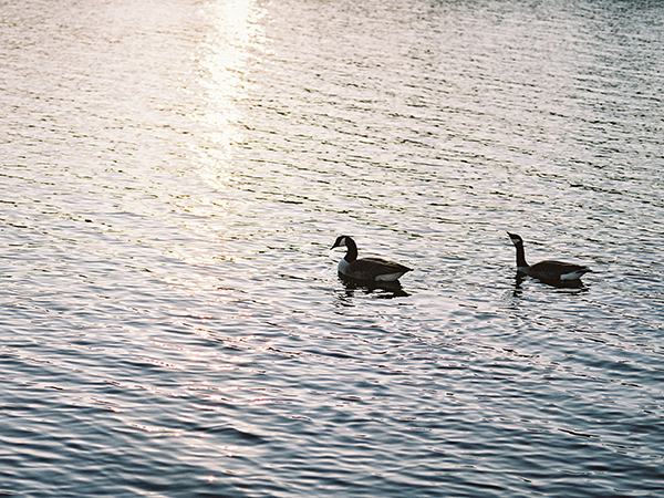 ducks on pond | Heather Payne Photography