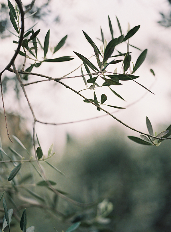 French Olive Grove, France Engagement Session, Fine art Film Photographer | Heather Payne Photography