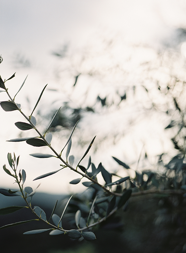 Olive tree, French Countryside Wedding | Heather Payne Photography