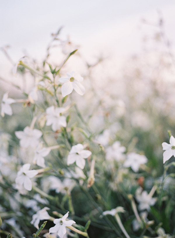 Flowers, White Flowers, Floret, Skagit Valley Florist | Heather Payne Photography