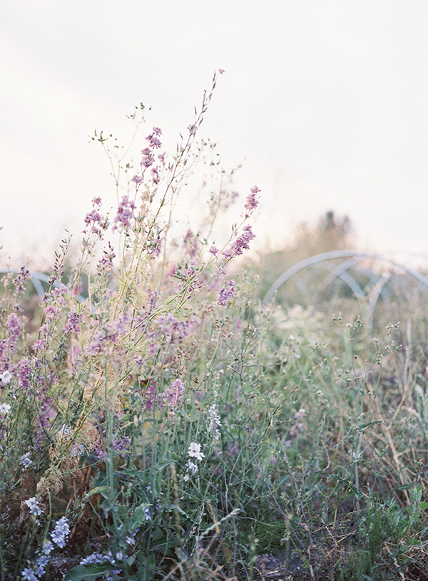 Floret Flowers, Purple Flowers, Skagit Valley | Heather Payne Photography