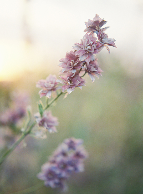 Purple Flower, Film Photographer, Cut Flowers | Heather Payne Photography
