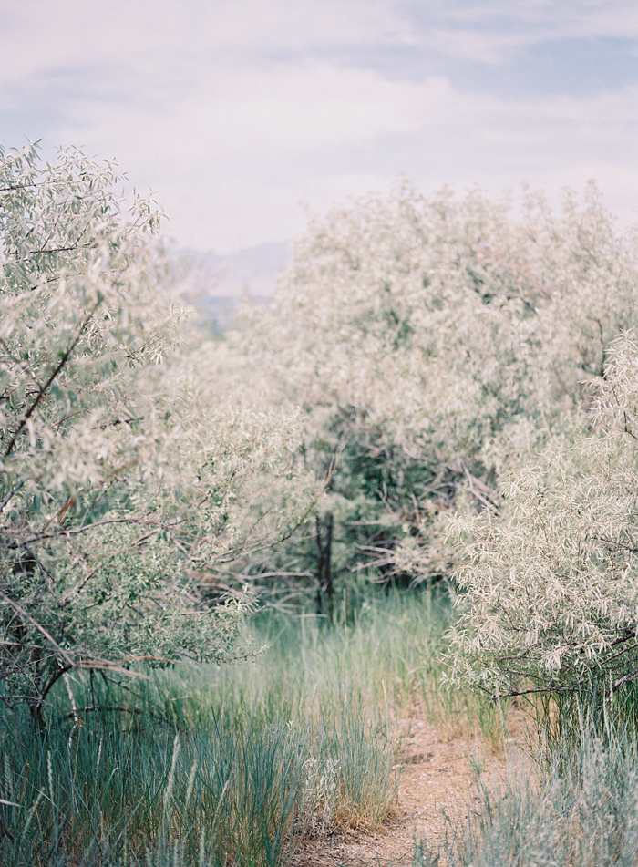 Russian Olive, Utah Olive Tree, Foraging in Utah, Ashley Beyer, Kelly Perry
