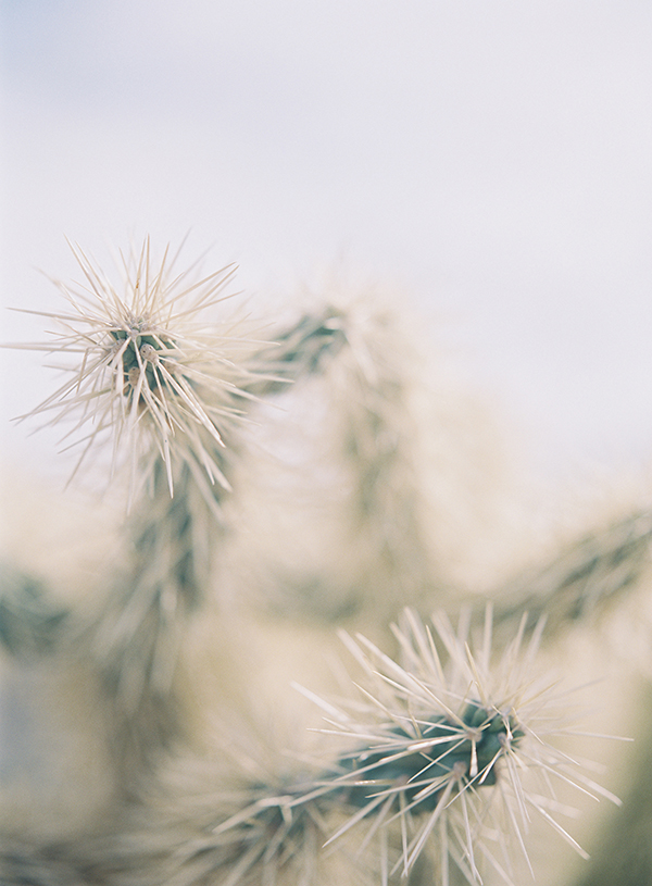 Cactus, Arizona Desert, Scottsdale, Wedding Photographer | Heather Payne Photography