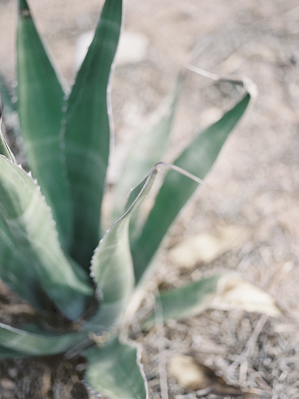 agave, arizona desert | Heather Payne Photography