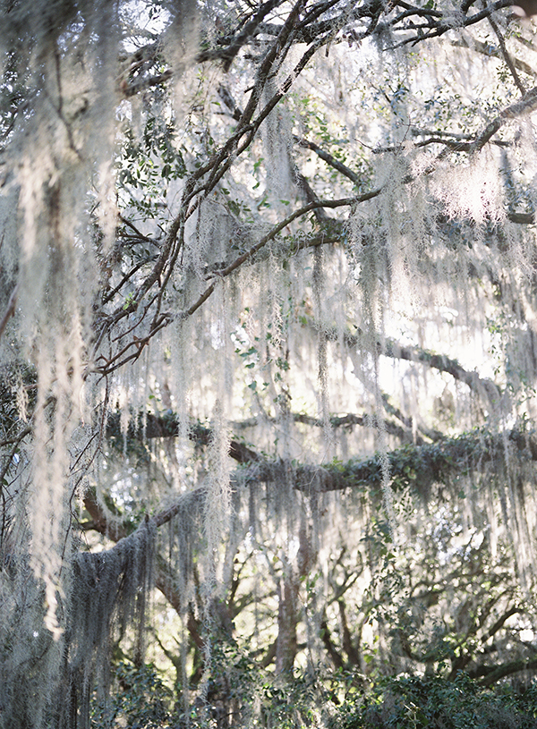 Spanish Moss, Charleston South Carolina | Heather Payne Photography