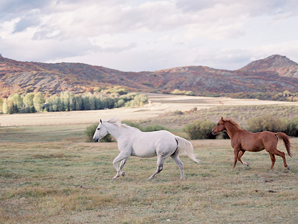 Running Horses, Aspen Colorado | Heather Payne Photography