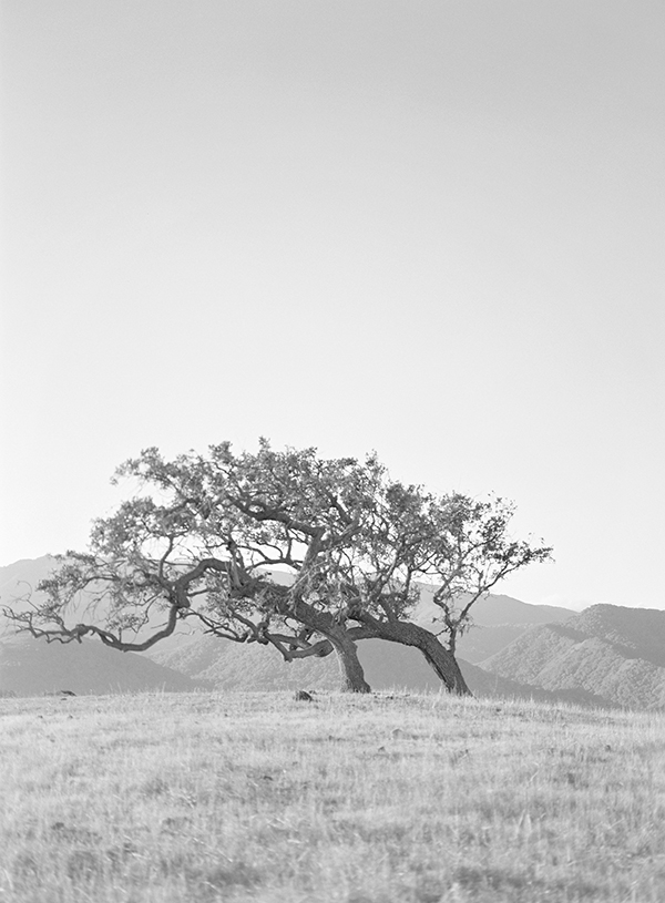 santa ynez, california trees, fine art film photographer, ilford 3200 | Heather Payne Photography