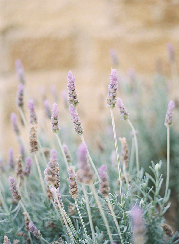 Lavender, Sunstone Winery, California | Heather Payne Photography