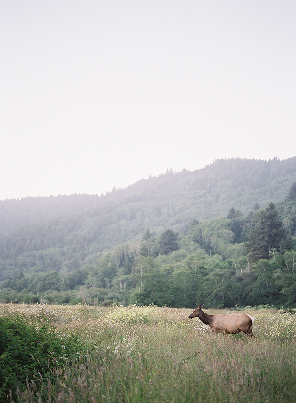 pnw wedding, moose, sunset | Heather Payne Photography
