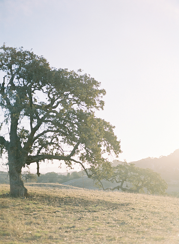 Tree, Santa Barbara California Landscapes, Fine Art Film Photographer, Santa Ynez Wedding  | Heather Payne Photography 
