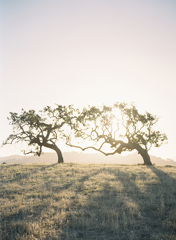 santa ynez, california trees, fine art film photographer, ilford 3200 | Heather Payne Photography